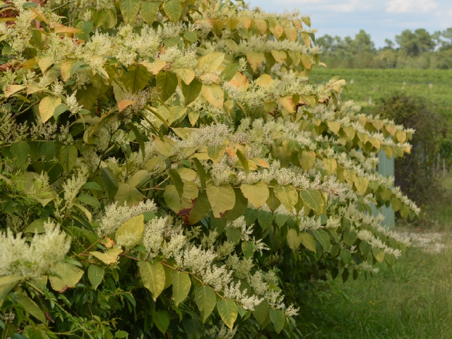 Reynoutria japonica